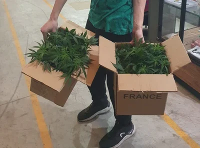 Histórico: Grow Salteño Transporta Esquejes de Cannabis en Avión Legalmente