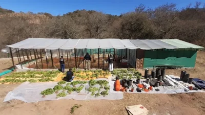 Coronel Moldes: Desbaratan Invernadero de Cannabis con 140 Plantas