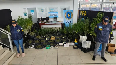 Miramar: Desbaratan Organización que Producía Cannabis Ilegalmente